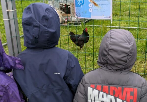 Les enfants ont fait connaissance avec nos poules en attendant leur tour pour l'animation